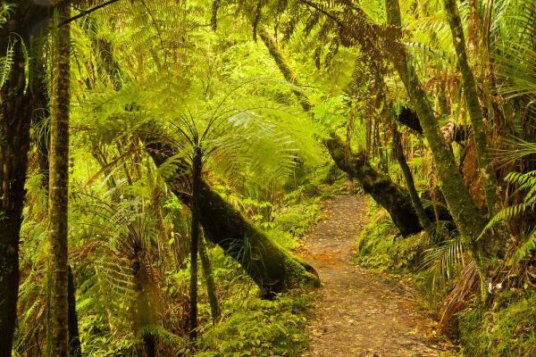 New Zealand, North Island Trail through a forest